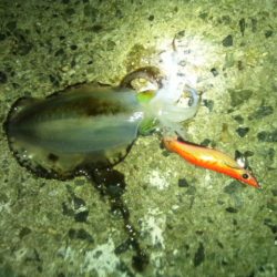 明石近辺のアオリ終わってしまったの？